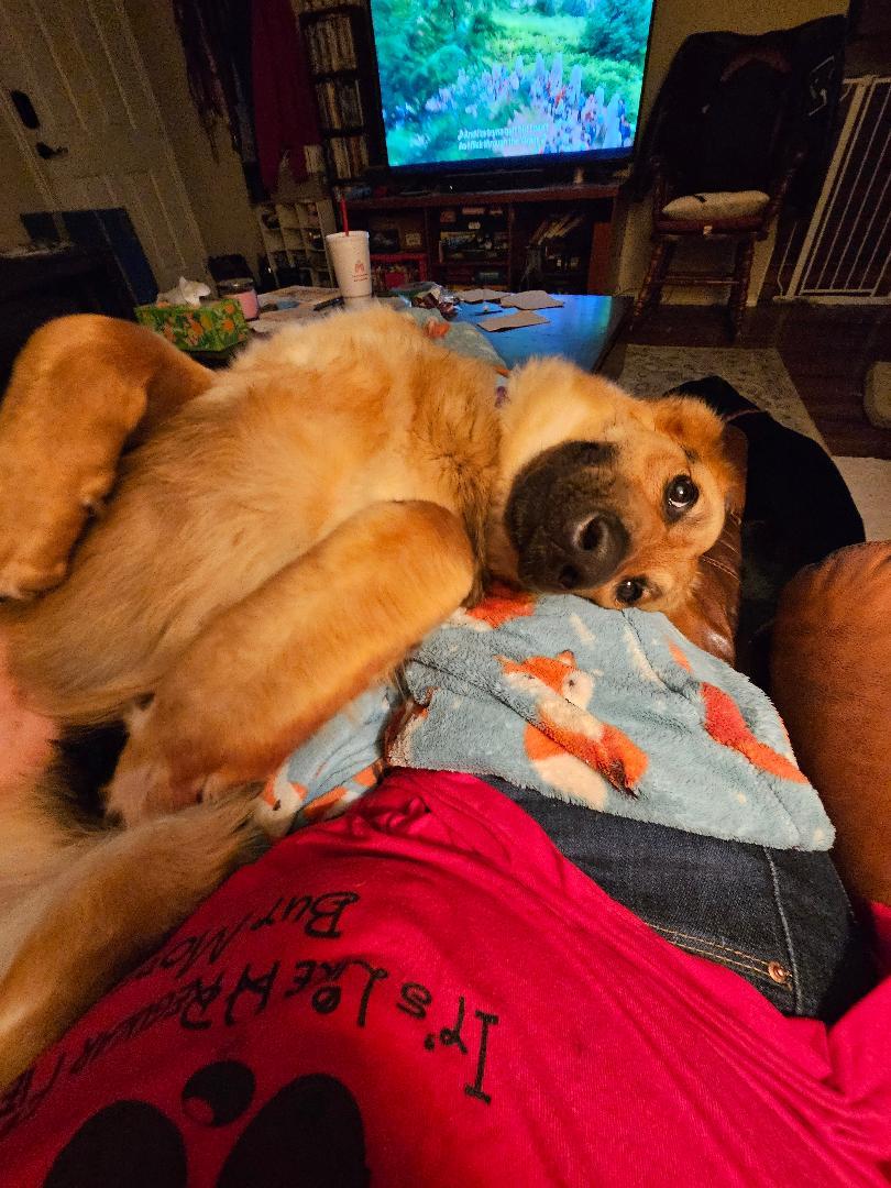 Violet, a Adoptable mixed breed in Terrell, TX image 4/4