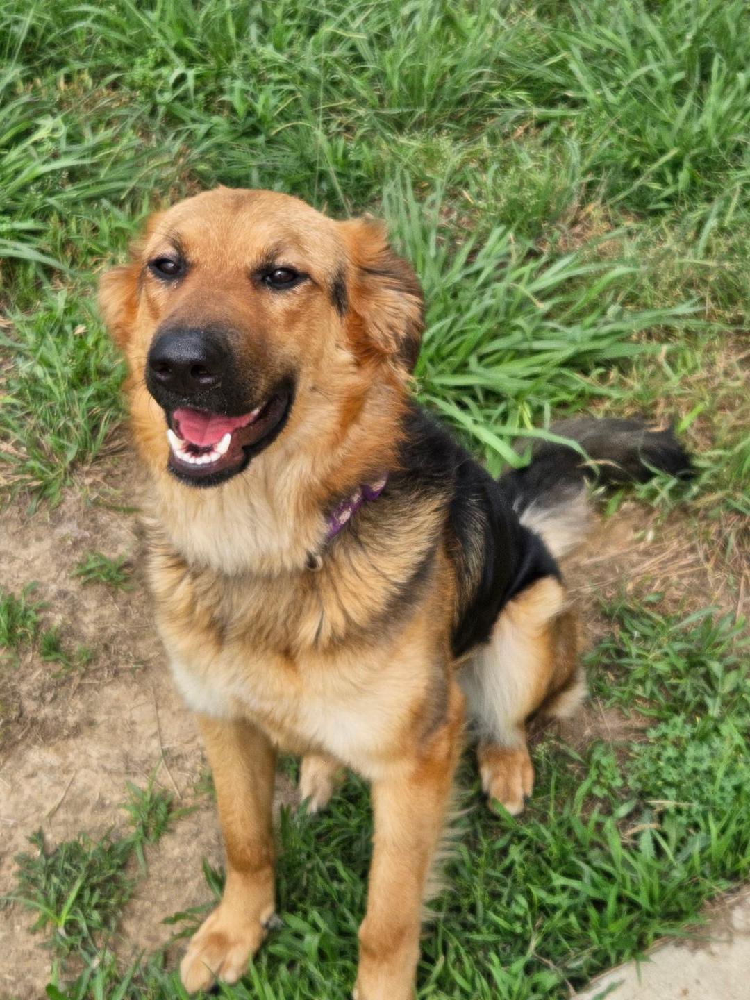 Violet, a Adoptable mixed breed in Terrell, TX image 3/4