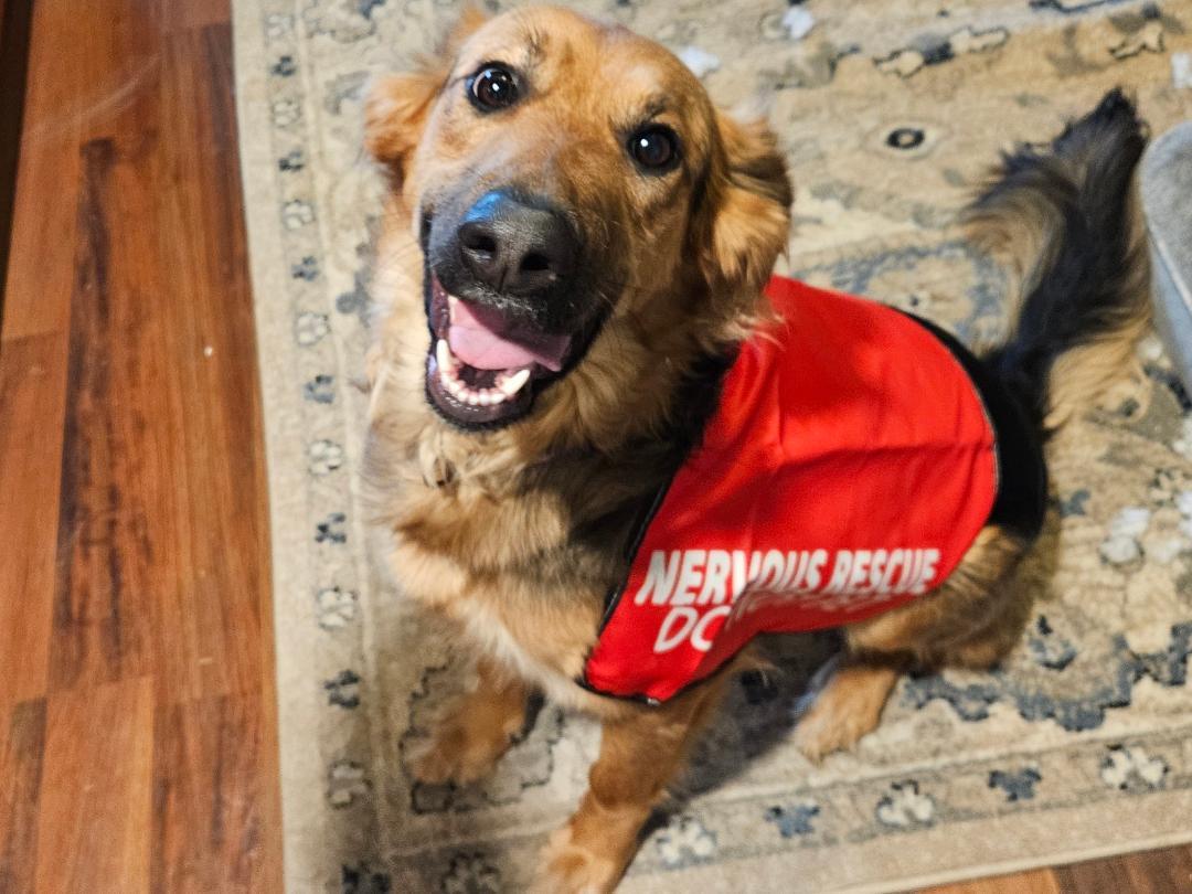 Violet, a Adoptable mixed breed in Terrell, TX image 2/4