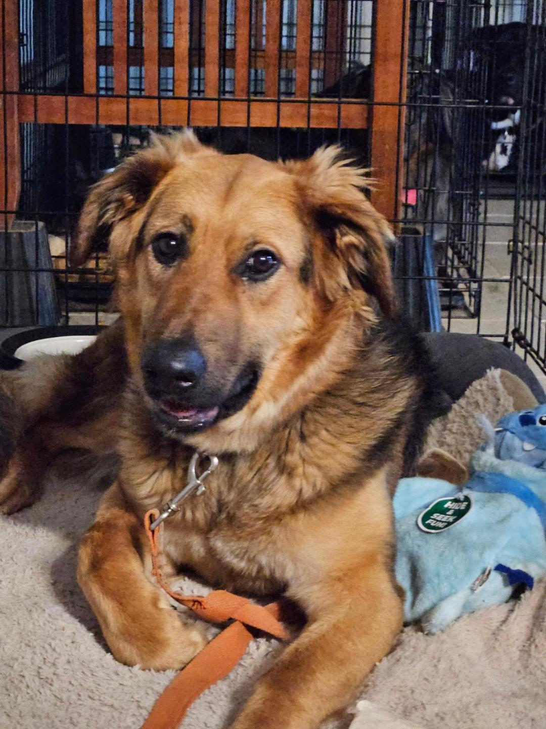 Violet, a Adoptable mixed breed in Terrell, TX image 1/4