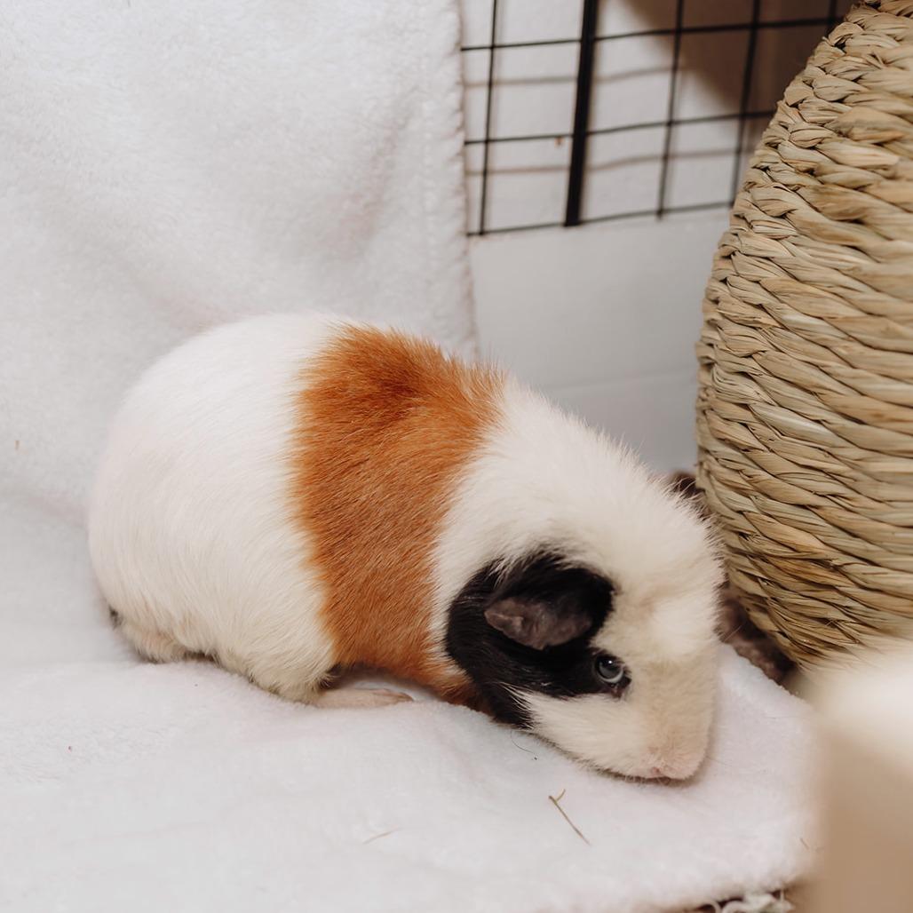 Enlarge Honey Bun, a Adoptable Guinea Pig in South Burlington, VT image 2/4