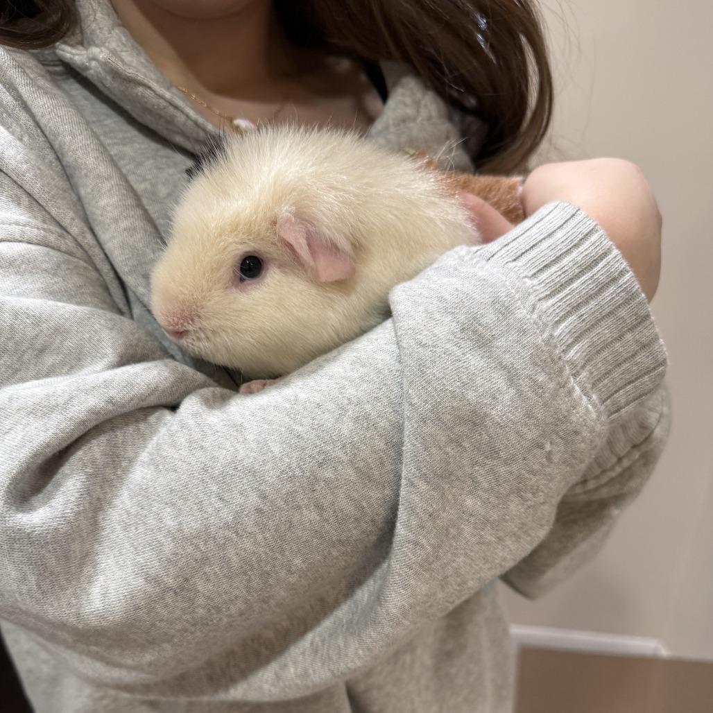 Honey Bun - Available from Foster, a Adoptable Guinea Pig in South Burlington, VT image 4/4