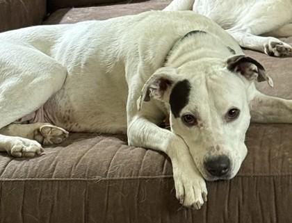 Alice 51931, a ADOPTABLE Mixed Breed in Oklahoma City, OK image 3/3