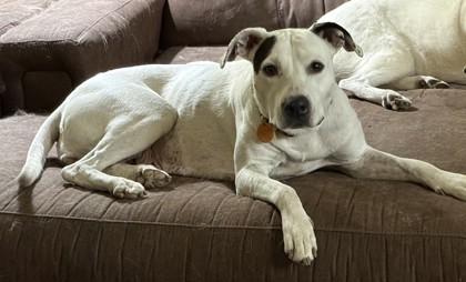 Alice 51931, ADOPTABLE, Adult Female Mixed Breed.