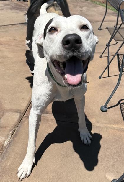 Alice 51931, a ADOPTABLE Mixed Breed in Oklahoma City, OK image 2/3