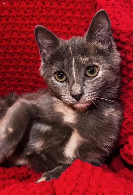 Katarina Von Meowy thumbnail 3