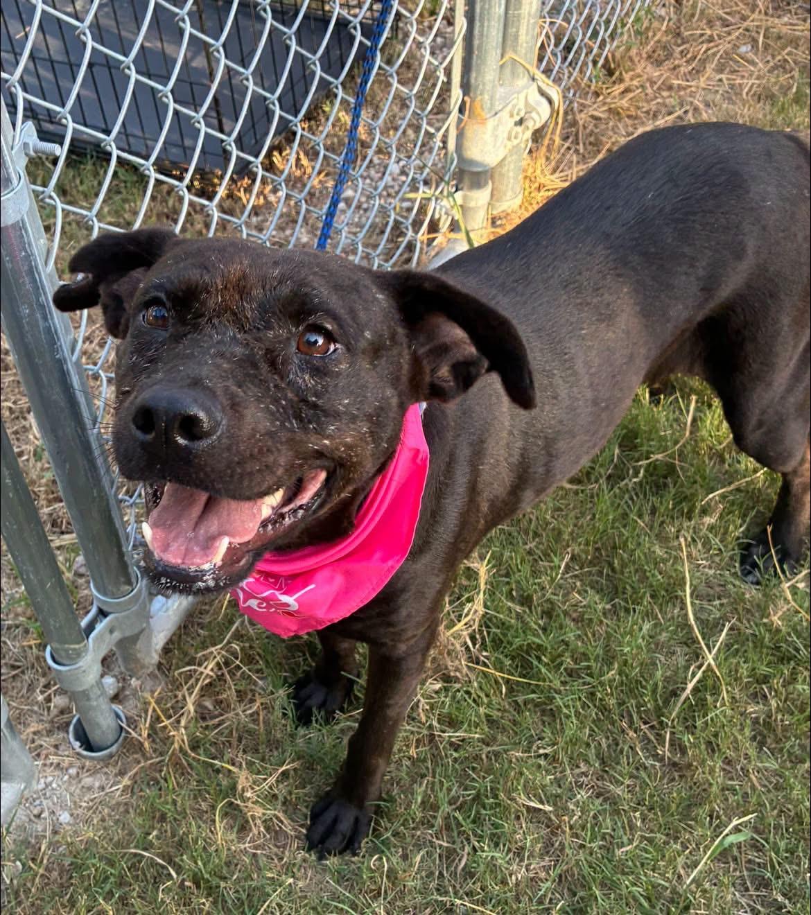 Enlarge Grace, a Adoptable mixed breed in Minot, ND image 3/6