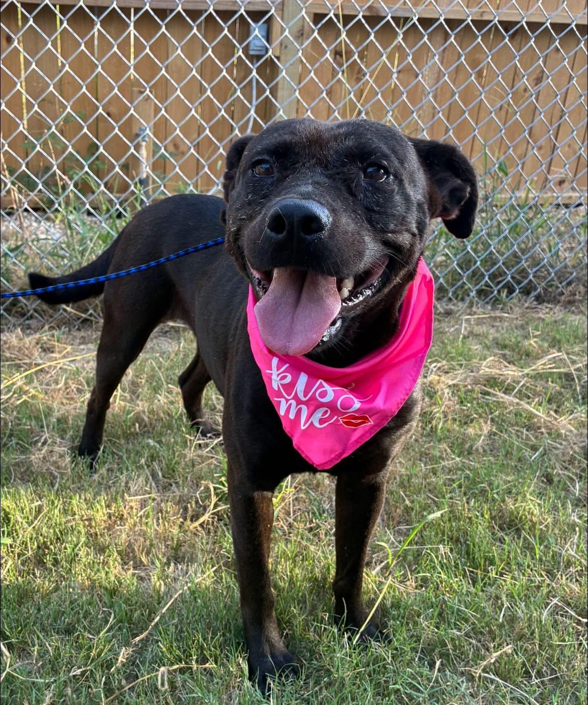 Enlarge Grace, a Adoptable mixed breed in Minot, ND image 2/6