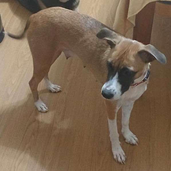 Enlarge Stormy, a ADOPTABLE mixed breed in Chelmsford, MA image 2/5