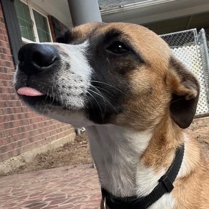 Stormy, ADOPTABLE, Adult Female Mixed Breed.