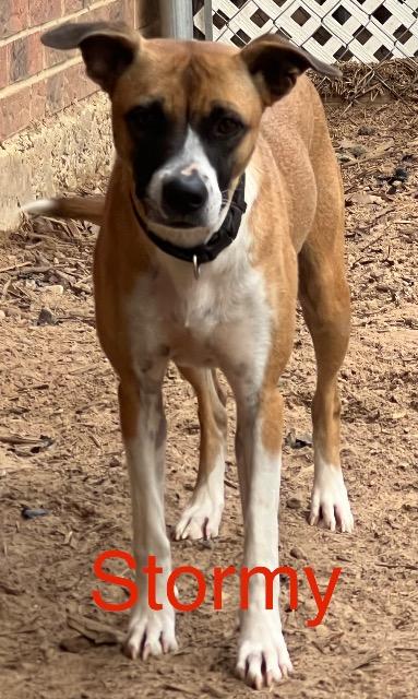 Enlarge Stormy, a ADOPTABLE mixed breed in Chelmsford, MA image 5/5