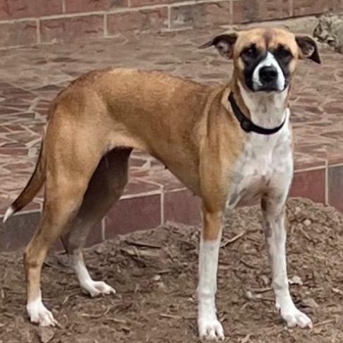 Enlarge Stormy, a ADOPTABLE mixed breed in Chelmsford, MA image 4/5