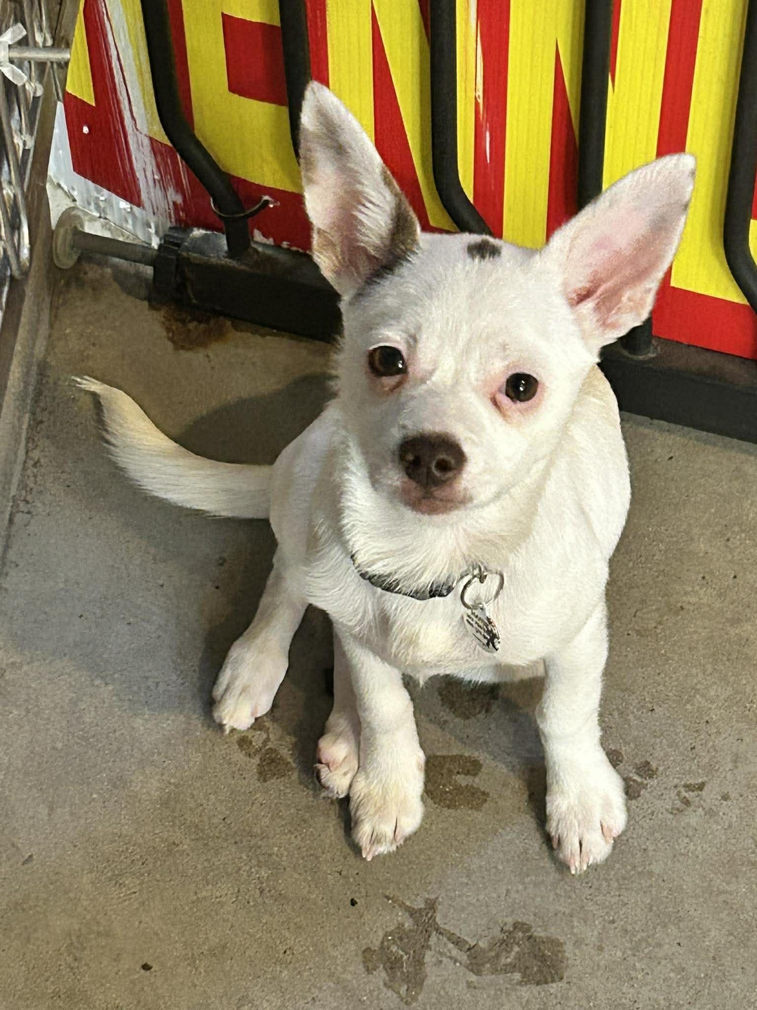 Enlarge Cupcake, an adopted Chihuahua in Phoenix, AZ image 3/3