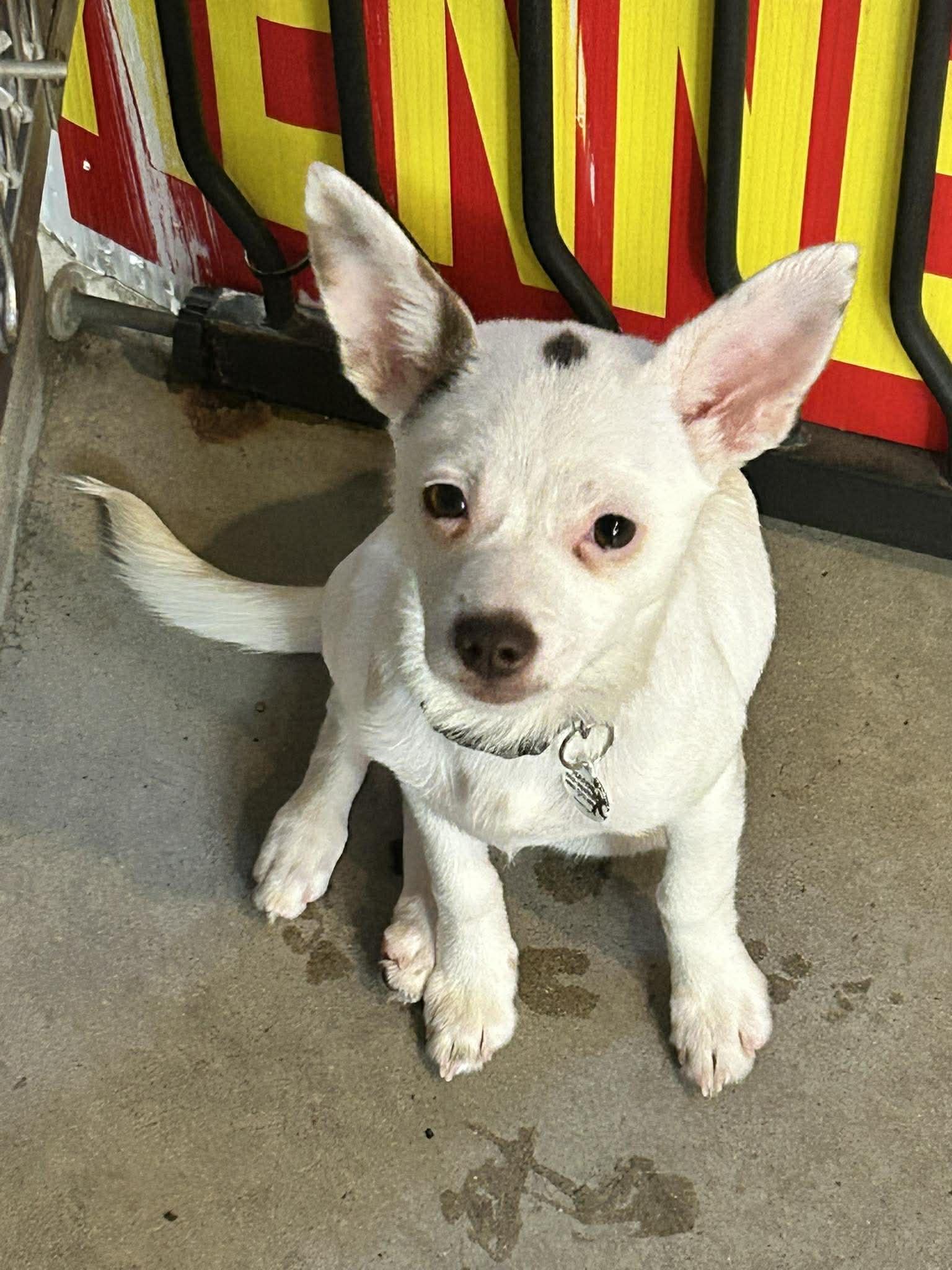 Enlarge Cupcake, an adopted Chihuahua in Phoenix, AZ image 2/3