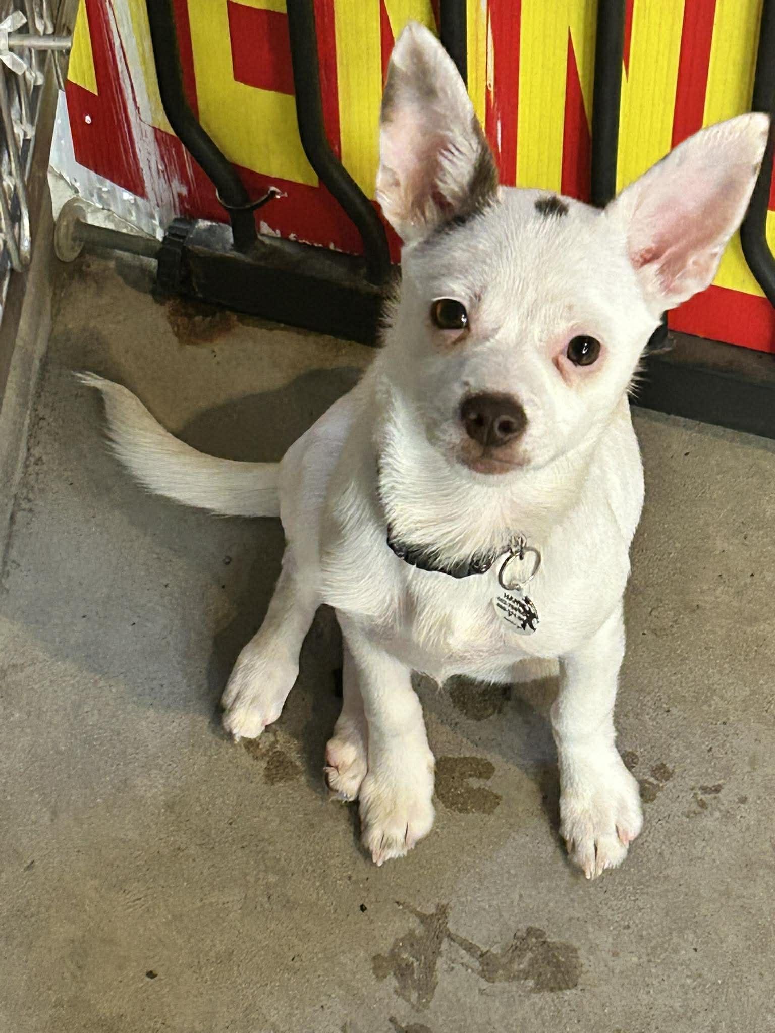Enlarge Cupcake, an adopted Chihuahua in Phoenix, AZ image 1/3