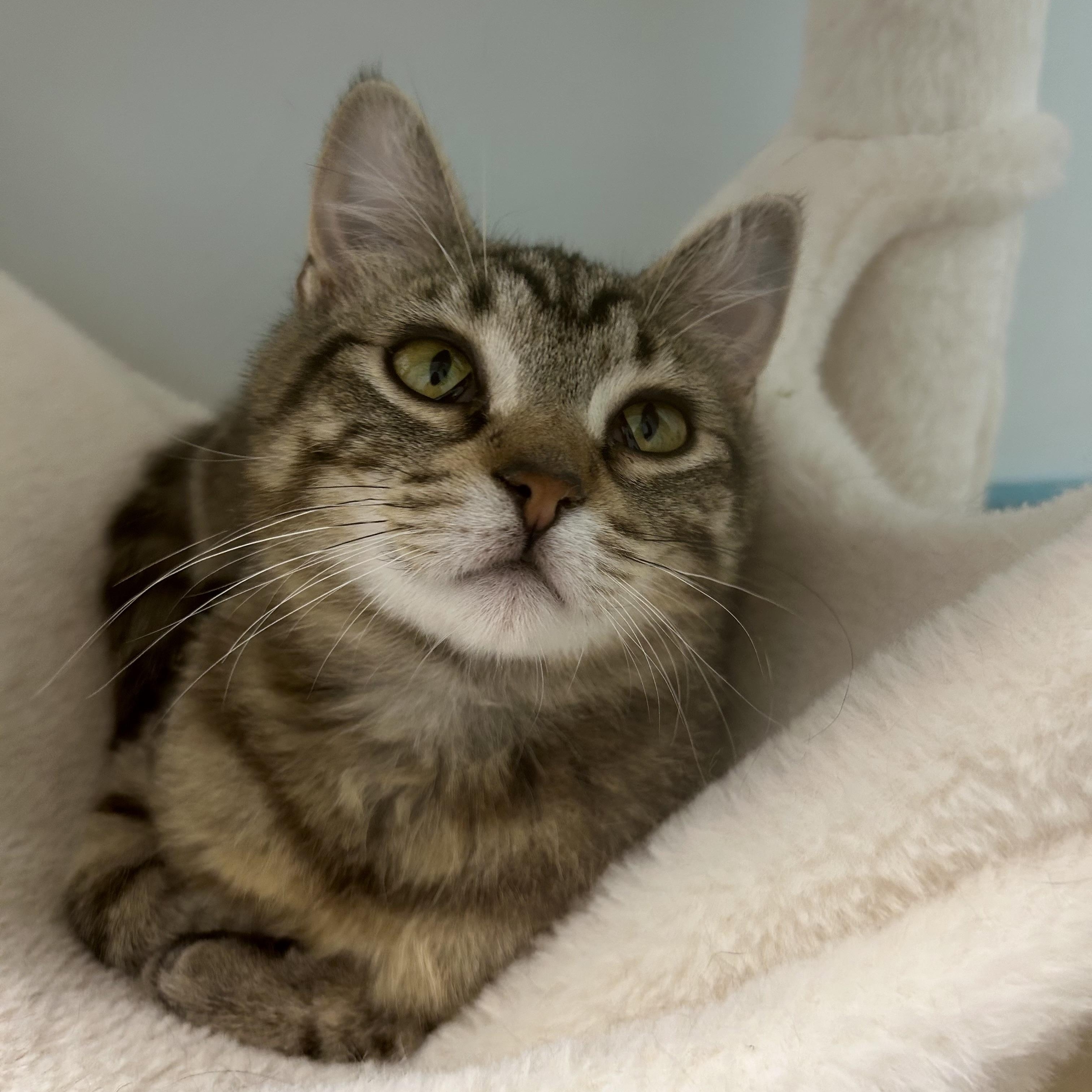 Enlarge Glade, an adoptable Tabby in Grand Rapids, MI image 2/6
