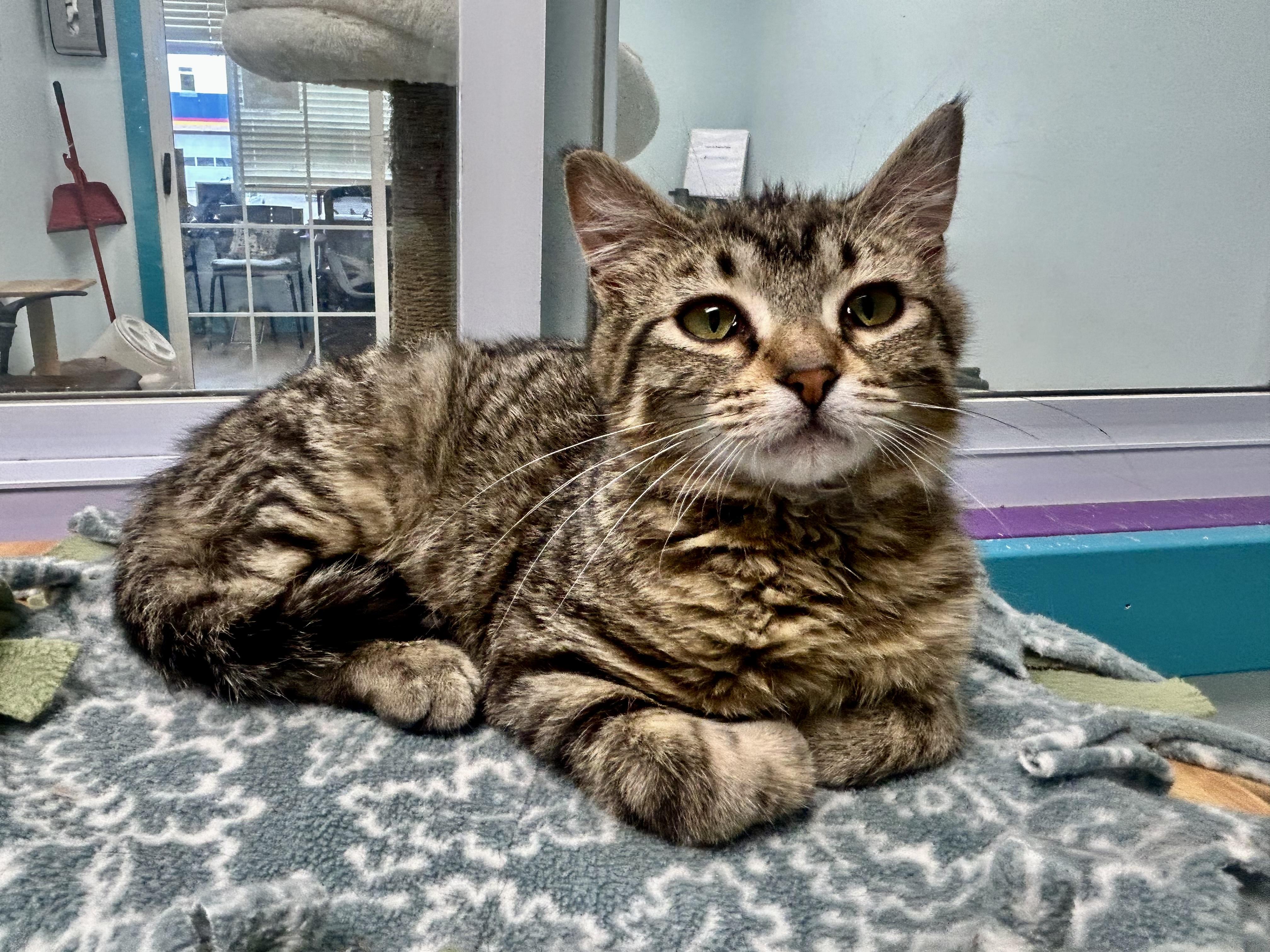 Enlarge Glade, an adoptable Tabby in Grand Rapids, MI image 5/6
