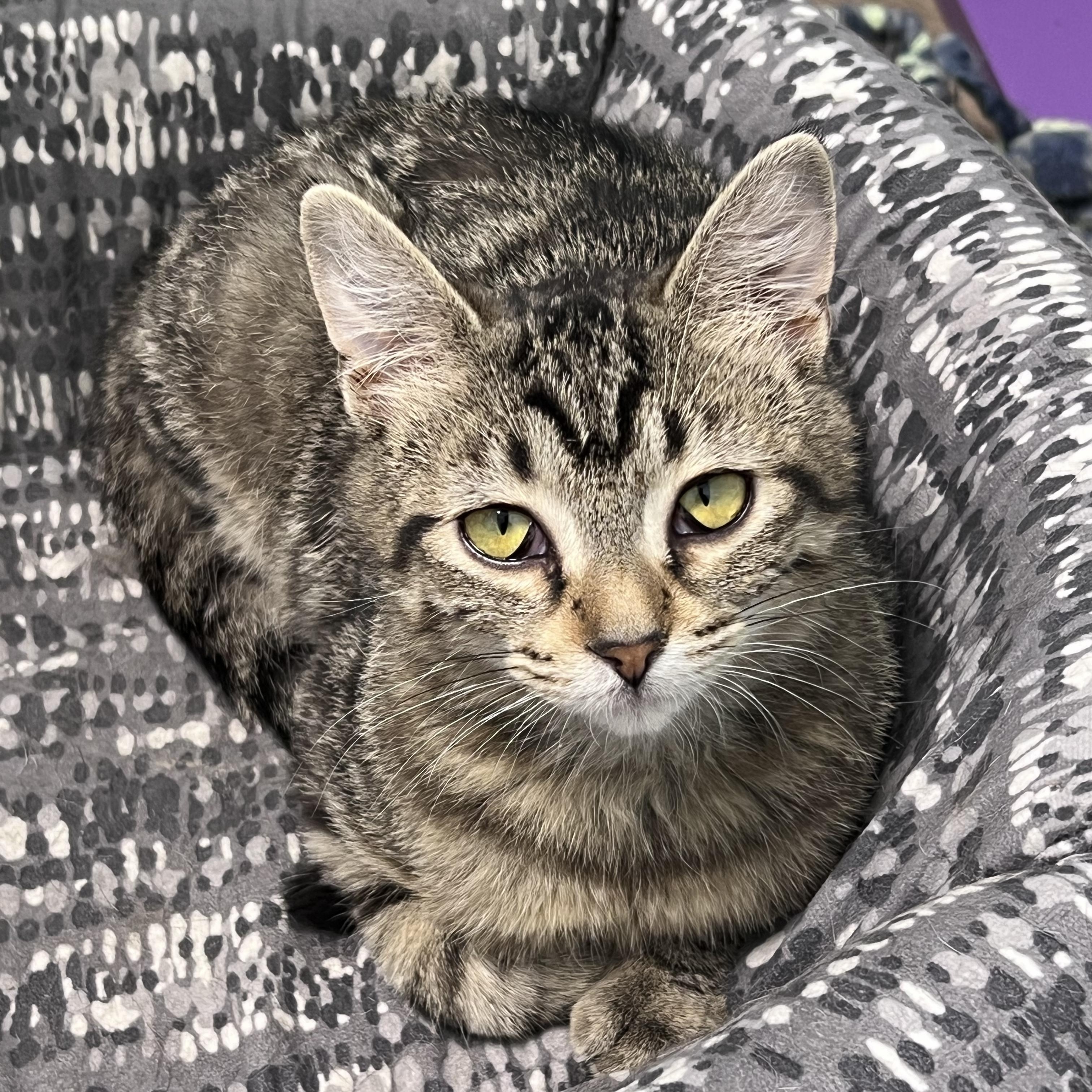 Glade, adoptable, Kitten Male Tabby.