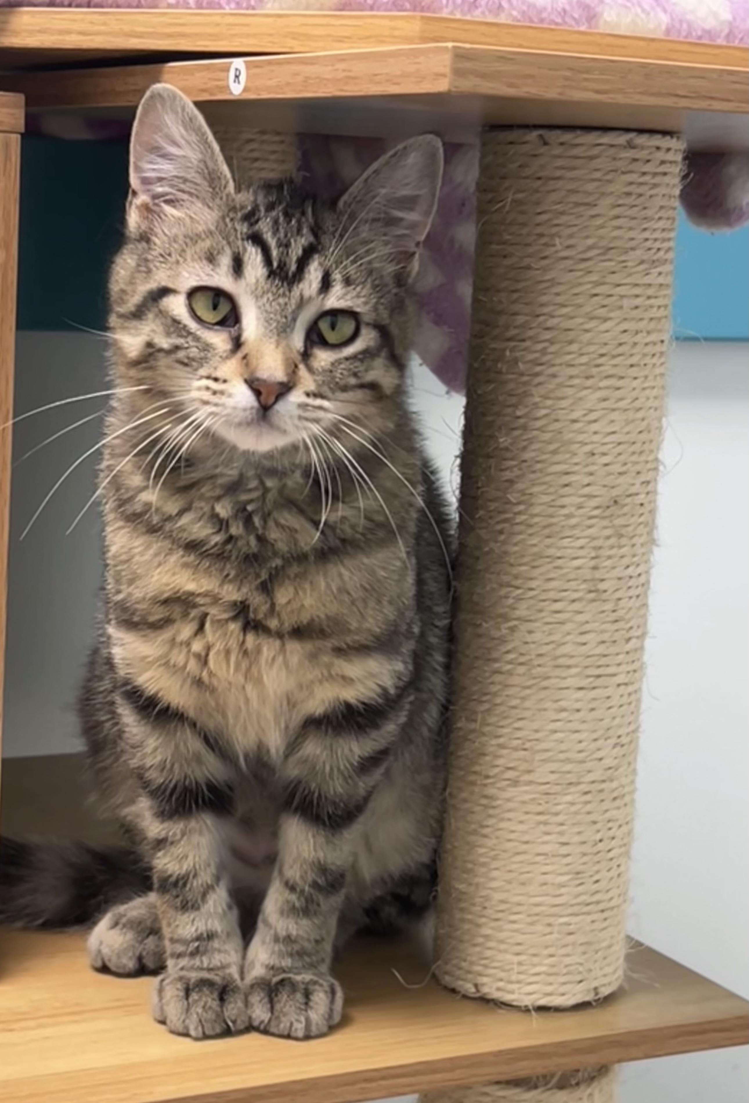 Enlarge Glade, an adoptable Tabby in Grand Rapids, MI image 4/6