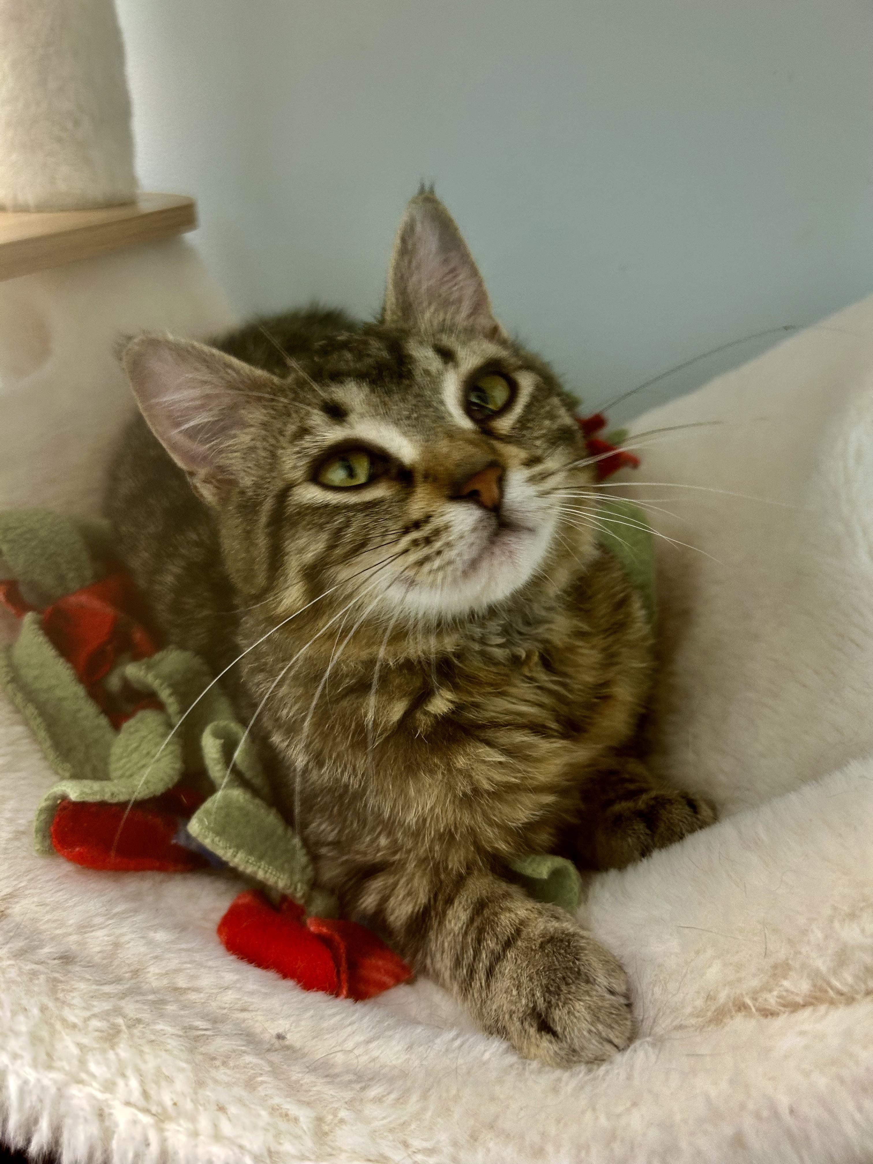 Enlarge Glade, an adoptable Tabby in Grand Rapids, MI image 3/6