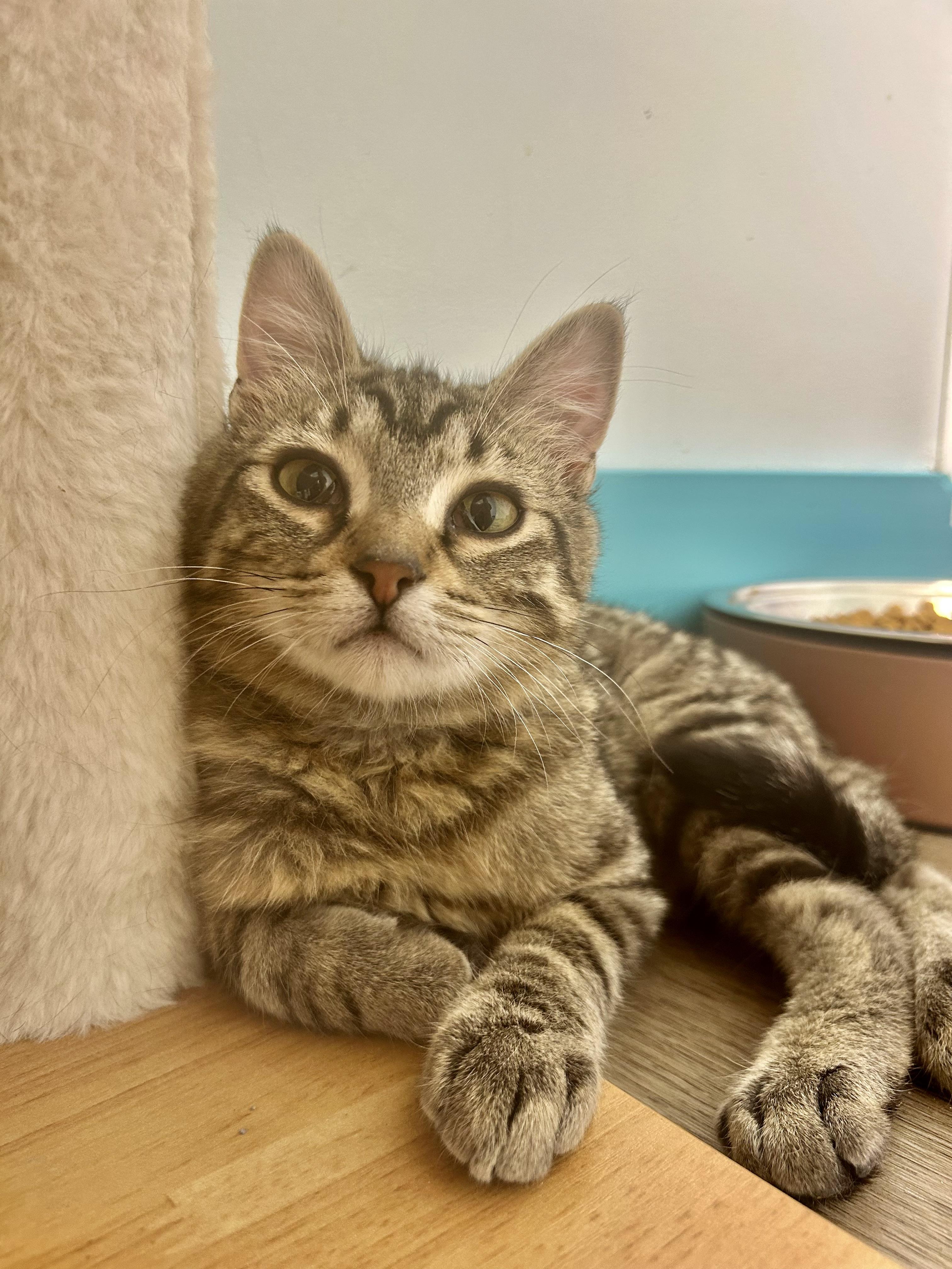 Enlarge Glade, an adoptable Tabby in Grand Rapids, MI image 6/6