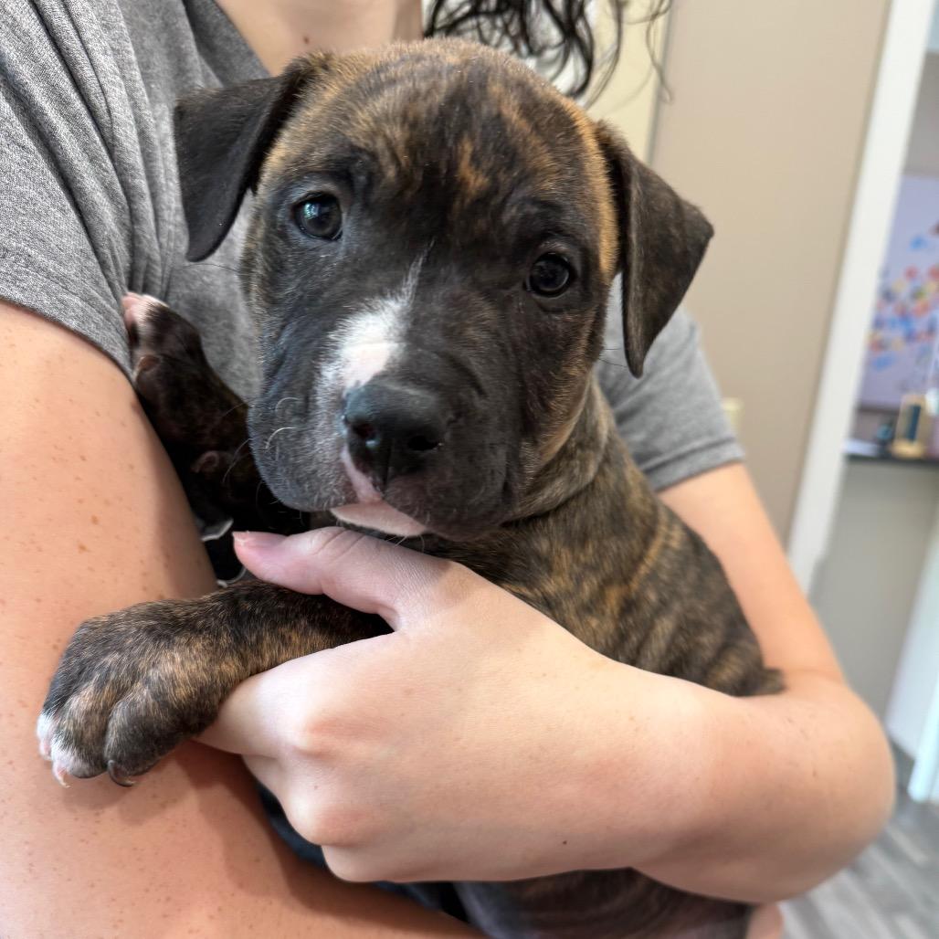 Bueller, Adoptable, Puppy Male Pit Bull Terrier.