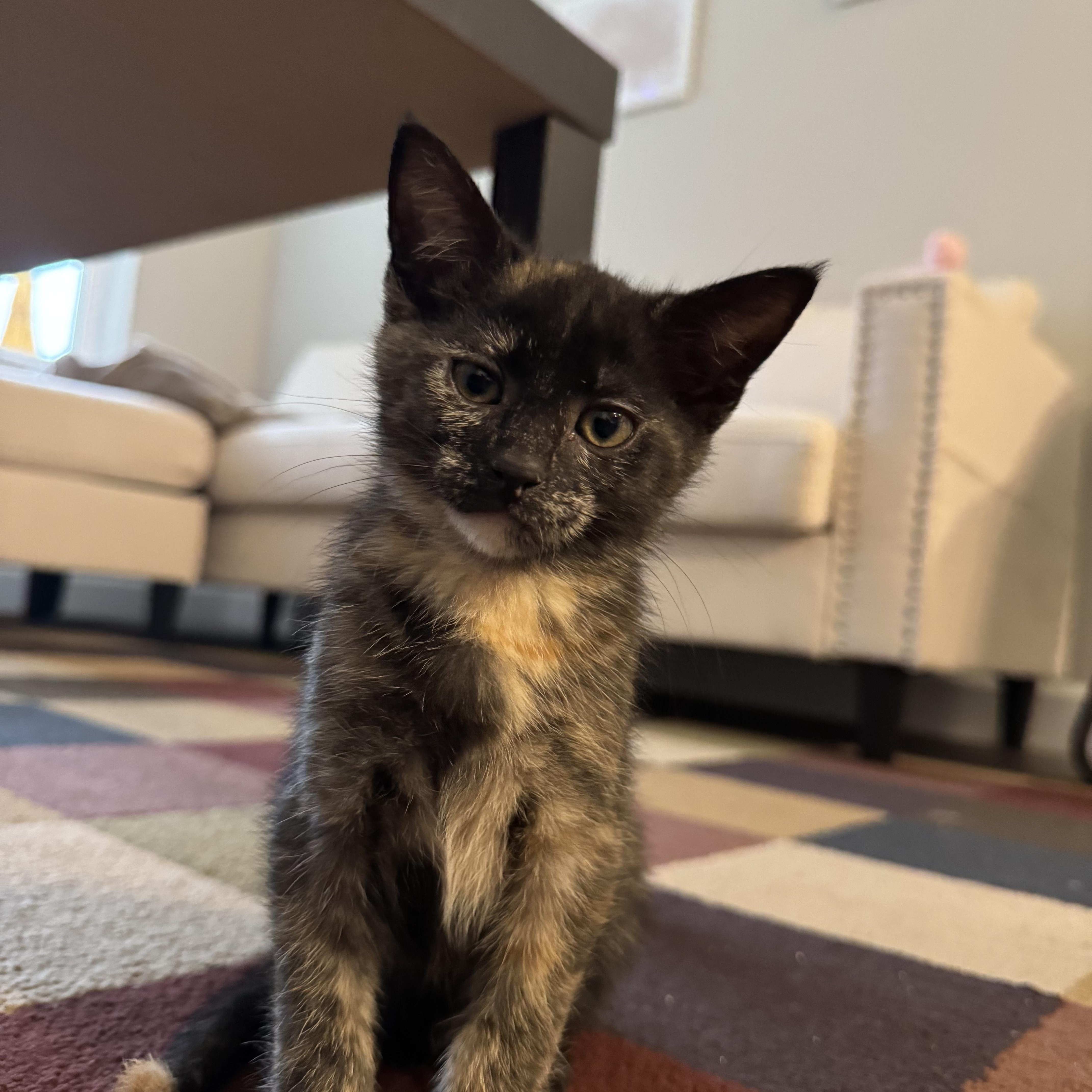 Figuro, Baby Female Domestic Short Hair