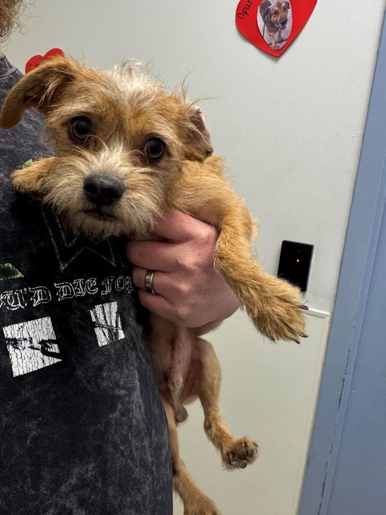 Enlarge RIGBY*, a Adopted mixed breed in Belton, TX image 1/1