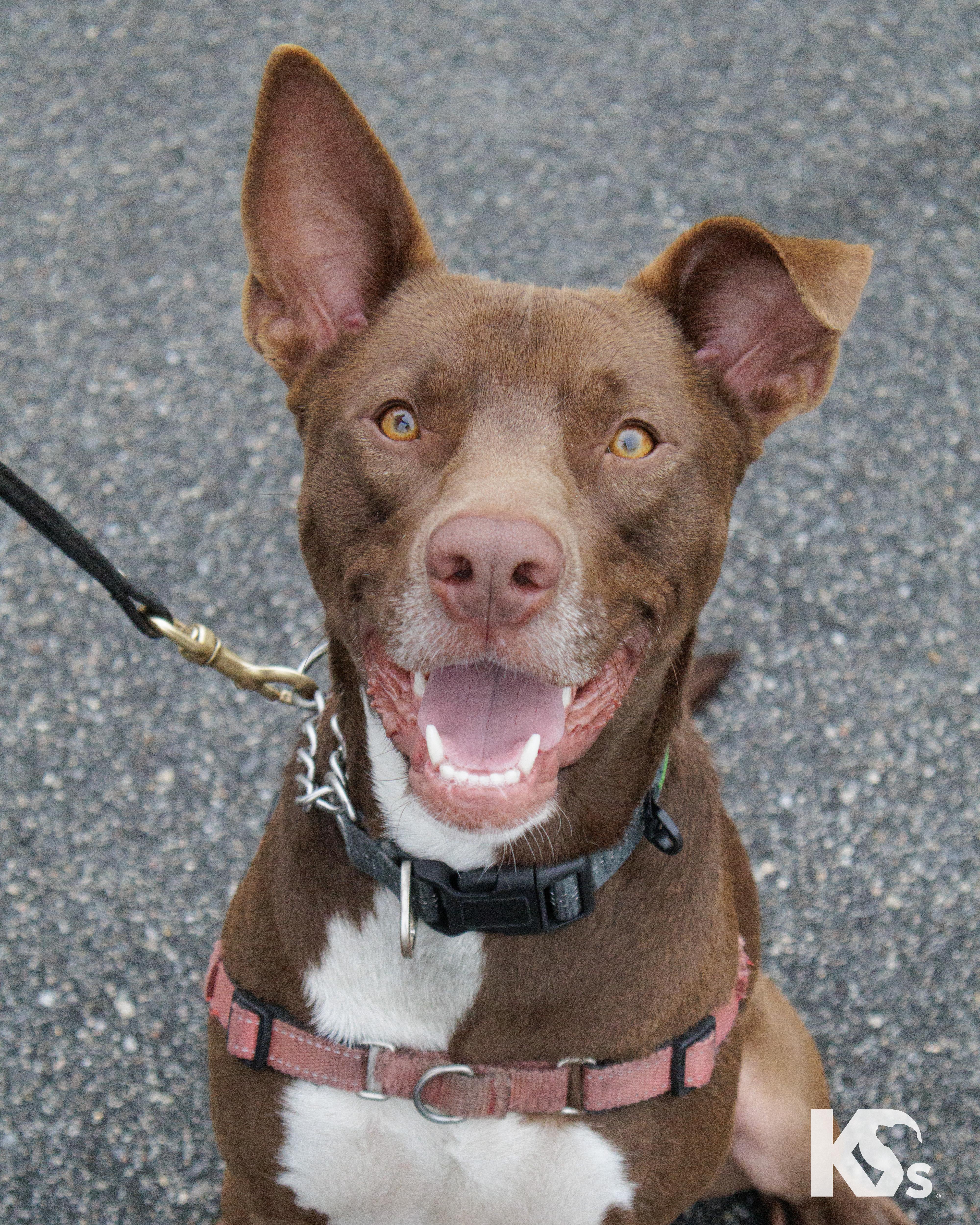Enlarge Bucky, a Adoptable mixed breed in Ponte Vedra, FL image 2/6