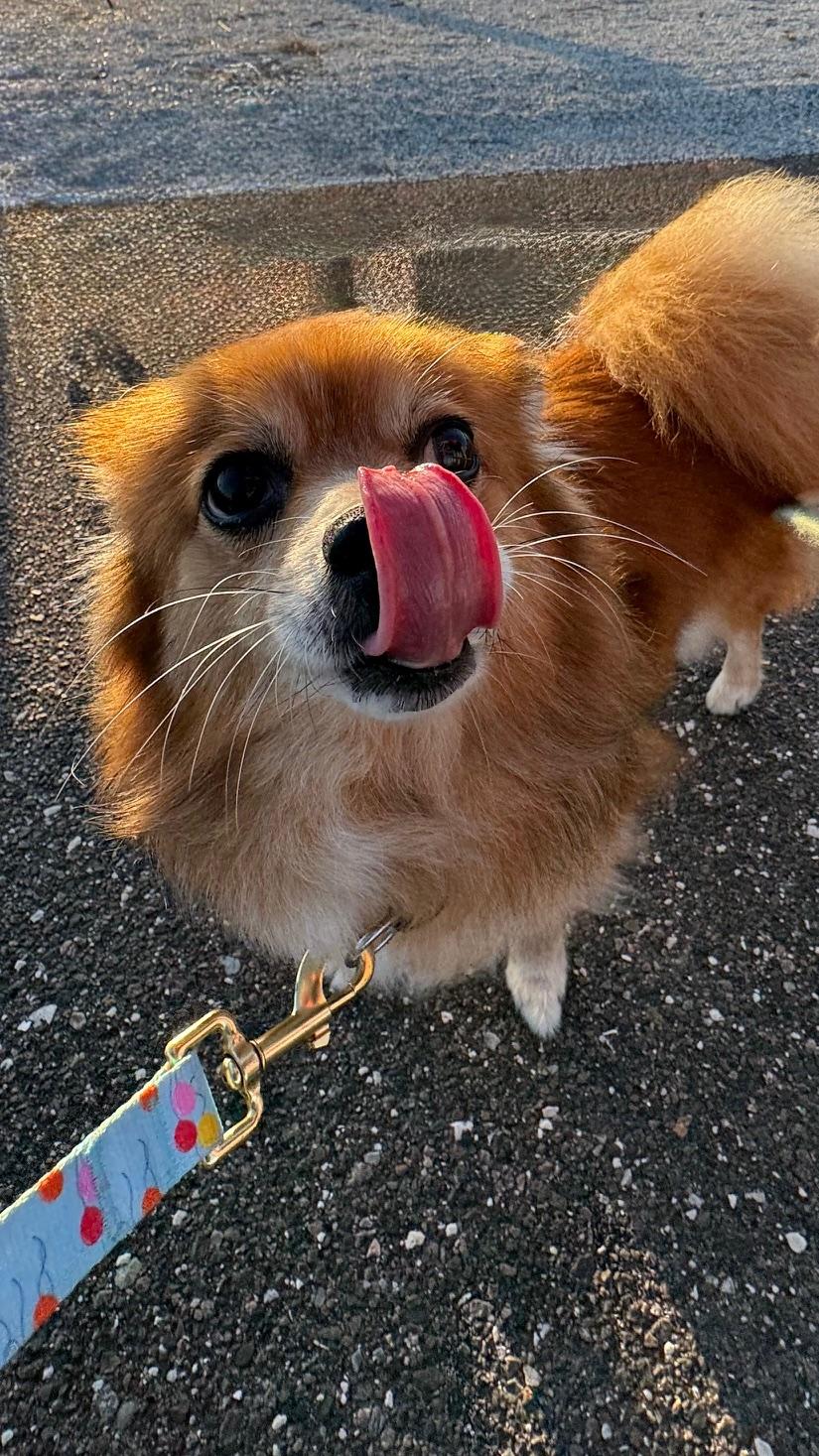 Enlarge Dixie / Largo , a Adoptable mixed breed in Redington Beach, FL image 6/6