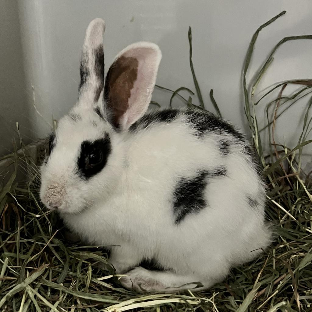 Tucci, Adoptable, Adult Male Hotot.