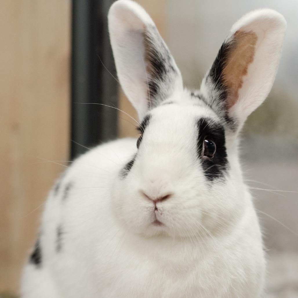 Enlarge Tucci, a Adoptable Hotot in Kennesaw, GA image 3/4