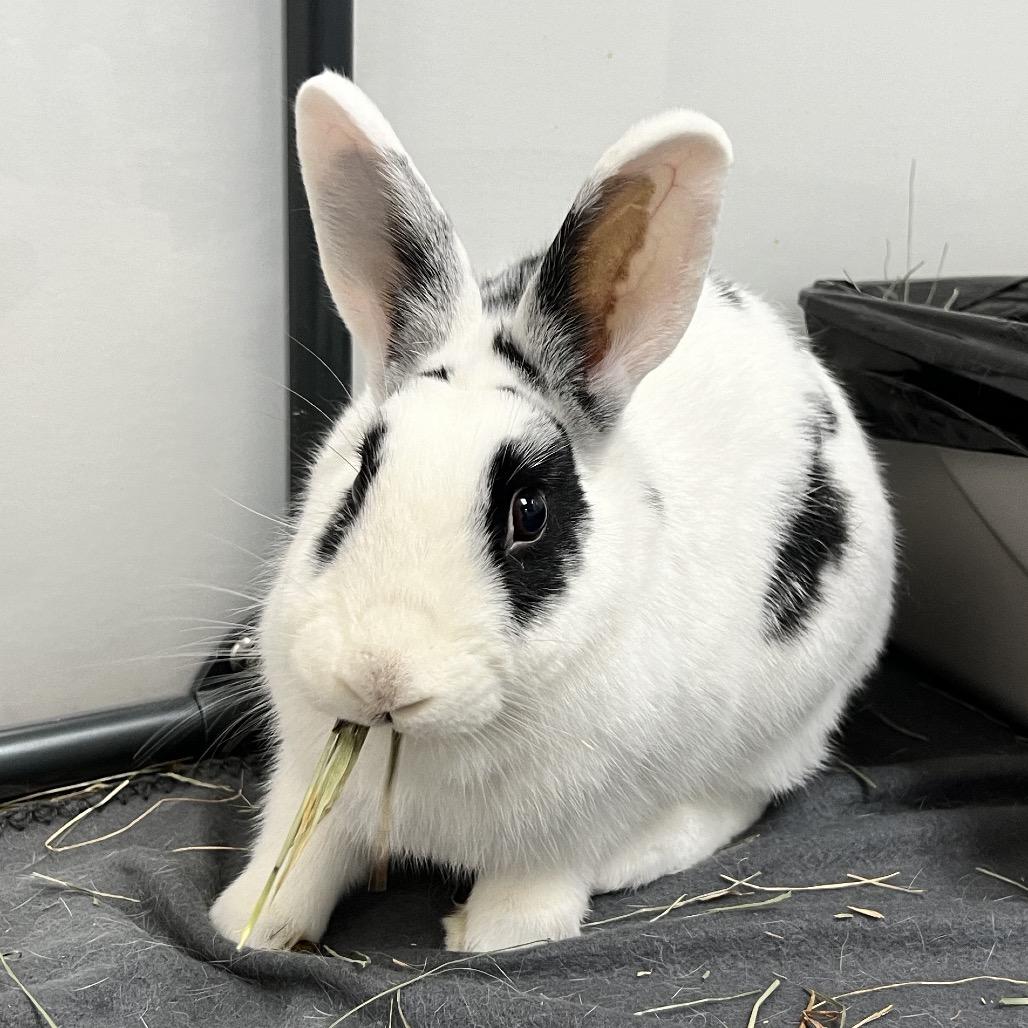 Enlarge Tucci, a Adoptable Hotot in Kennesaw, GA image 4/4
