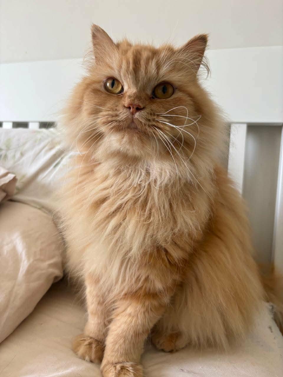 Yarra , ADOPTABLE, Young Female Persian.