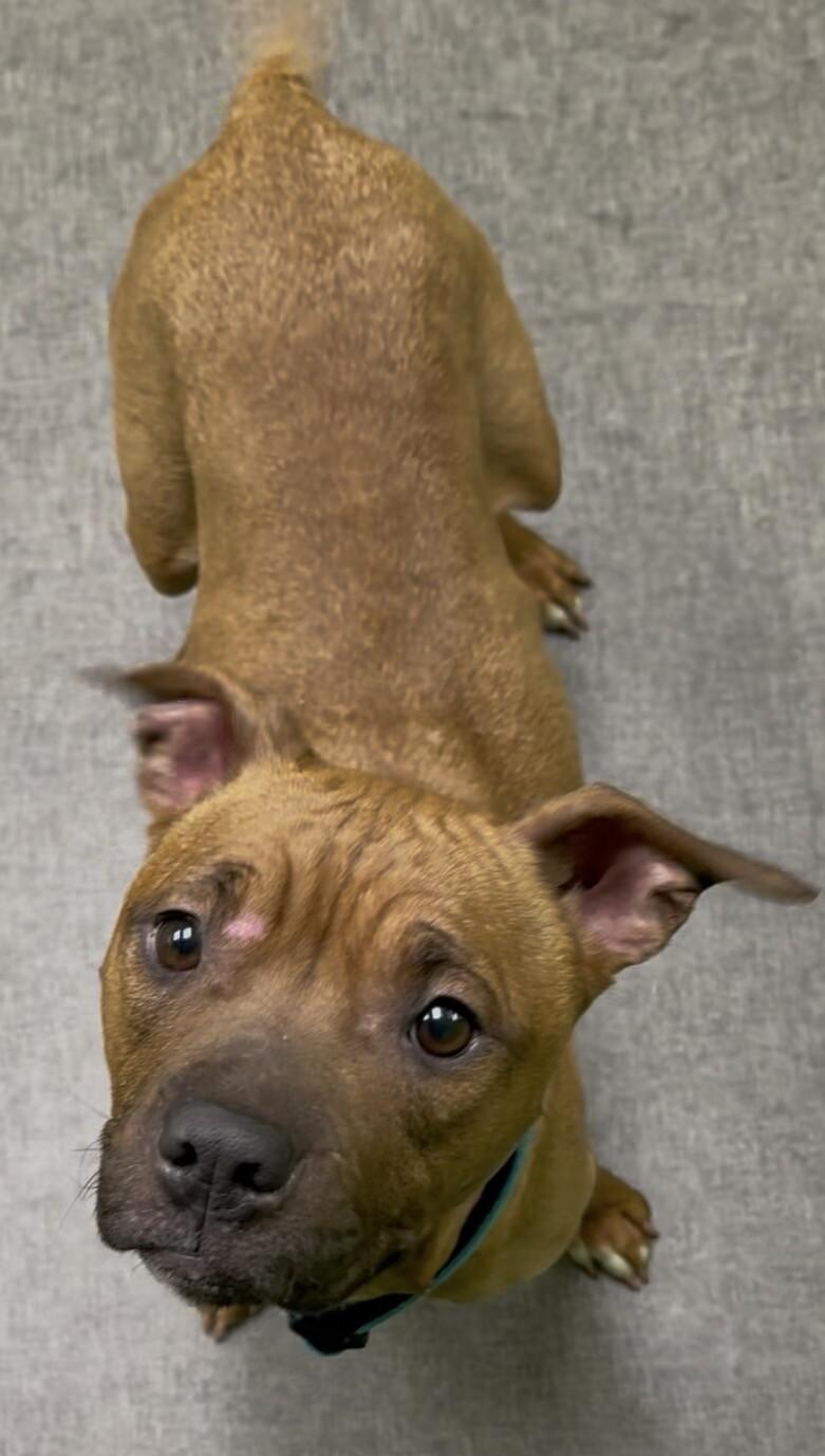 Bambi, Adoptable, Adult Female Mixed Breed.