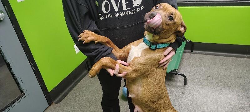 Enlarge Bambi, a Adoptable Mixed Breed in Osseo, MI image 2/3