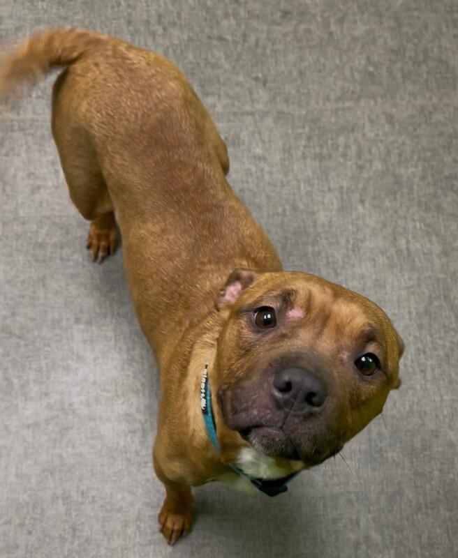 Enlarge Bambi, a Adoptable Mixed Breed in Osseo, MI image 3/3