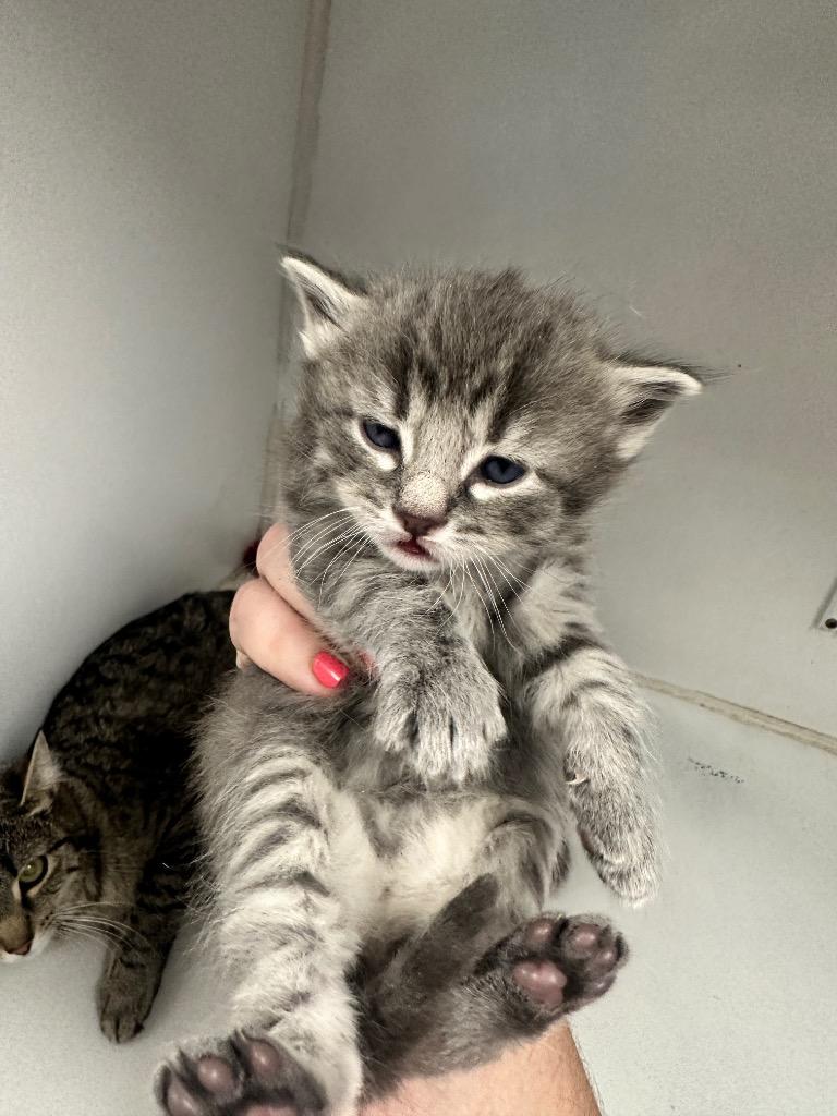 Booboo Bear, Adoptable, Kitten Male Domestic Short Hair.