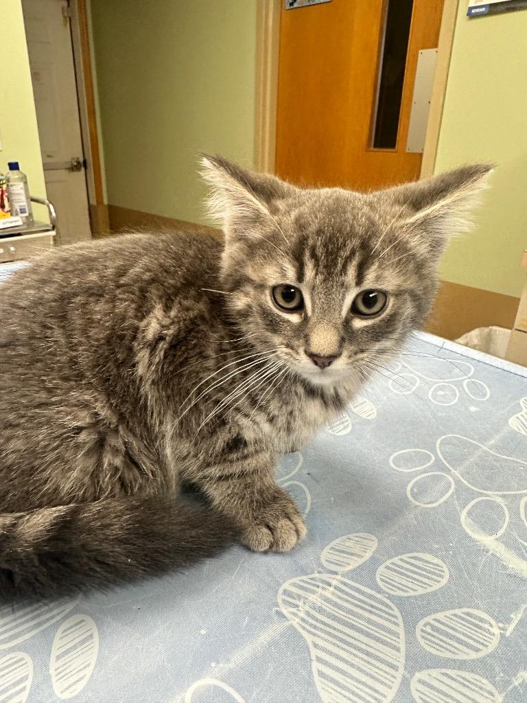 Booboo Bear, a Adoptable mixed breed in Waverly, NY image 2/2