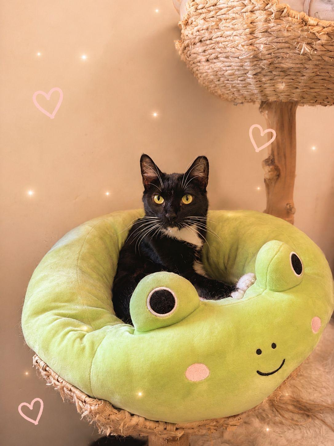 Monse, a Adoptable Tuxedo in Miami Beach, FL image 2/6