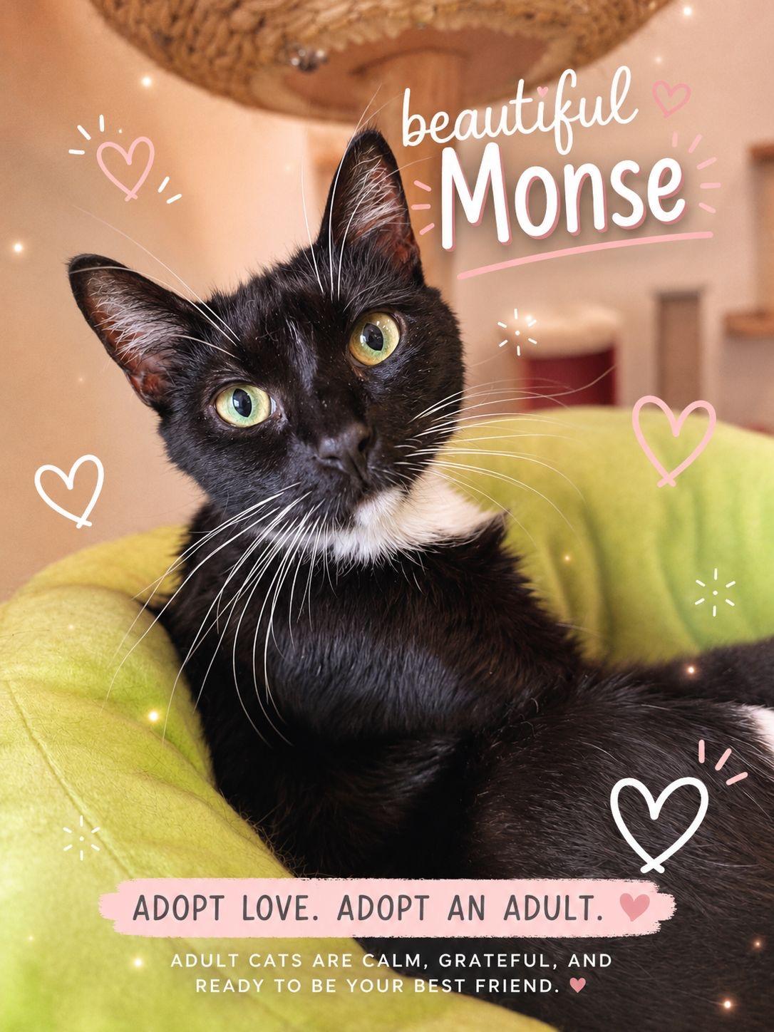 Monse, Adoptable, Young Female Tuxedo.