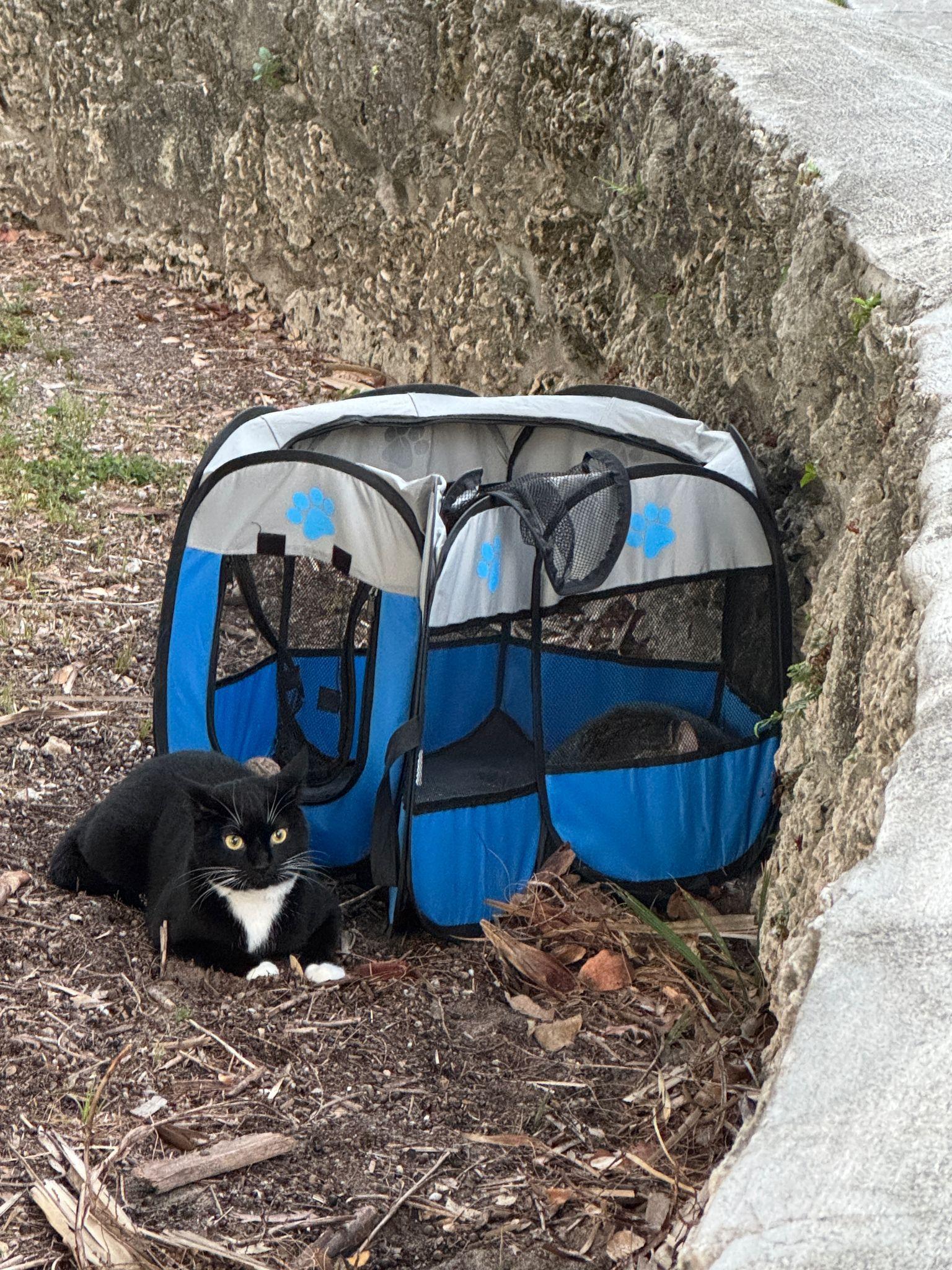 Monse, a Adoptable Tuxedo in Miami Beach, FL image 6/6