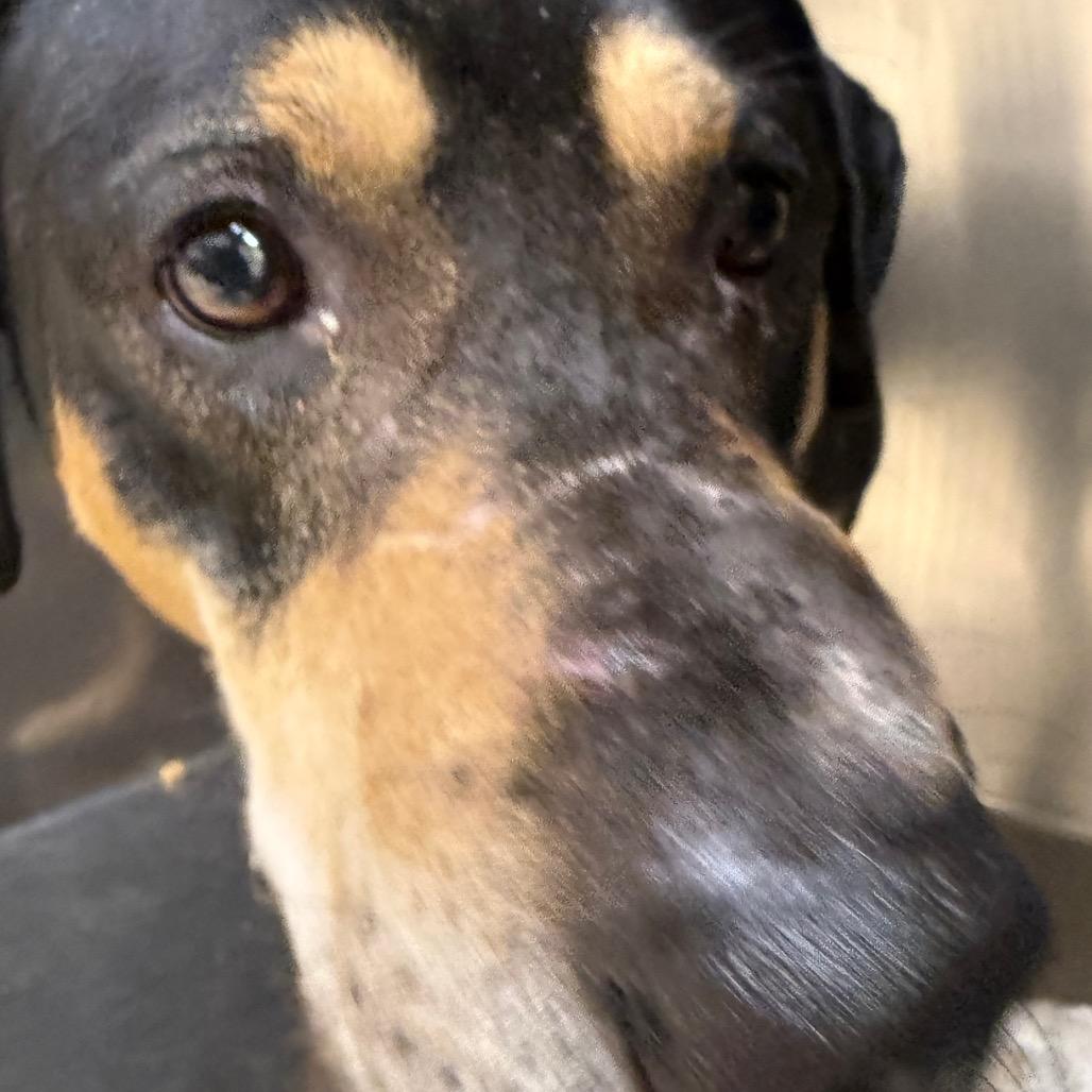 Venus, Adoptable, Adult Male Mixed Breed.