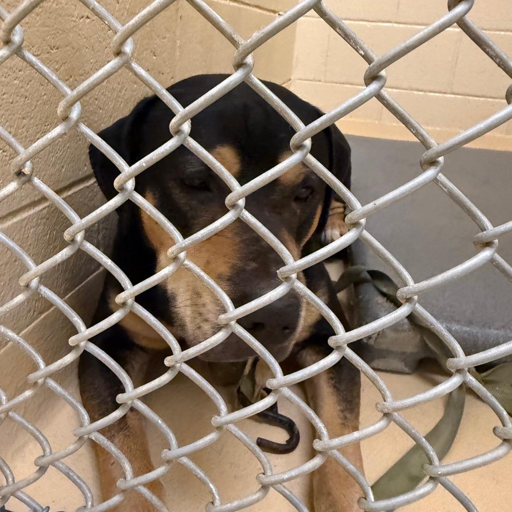 Enlarge Venus, a Adoptable Mixed Breed in Winston-Salem, NC image 2/4