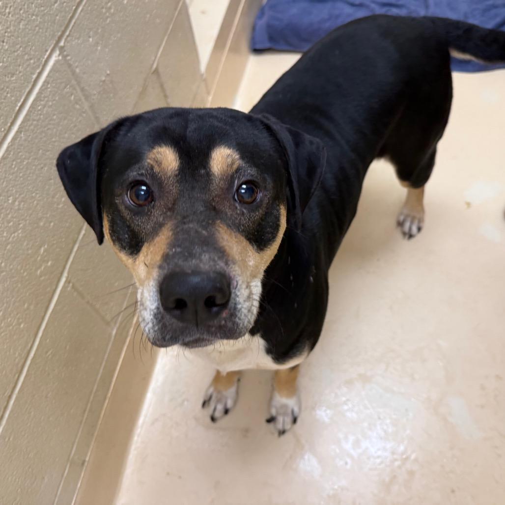Enlarge Venus, a Adoptable Mixed Breed in Winston-Salem, NC image 3/4