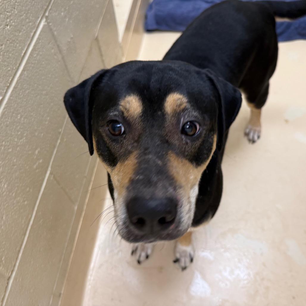 Enlarge Venus, a Adoptable Mixed Breed in Winston-Salem, NC image 4/4