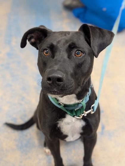 Enlarge Miller, a ADOPTABLE mixed breed in Inverness, FL image 2/2