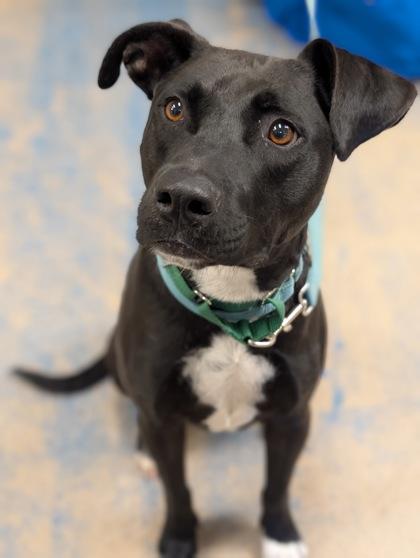 Enlarge Miller, a ADOPTABLE mixed breed in Inverness, FL image 1/2