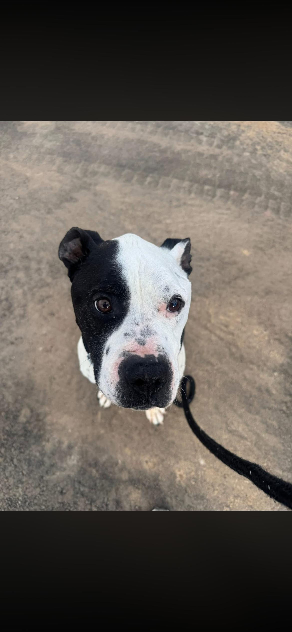 Taryn fka zeus, Adoptable, Senior Male Boxer & Boston Terrier.