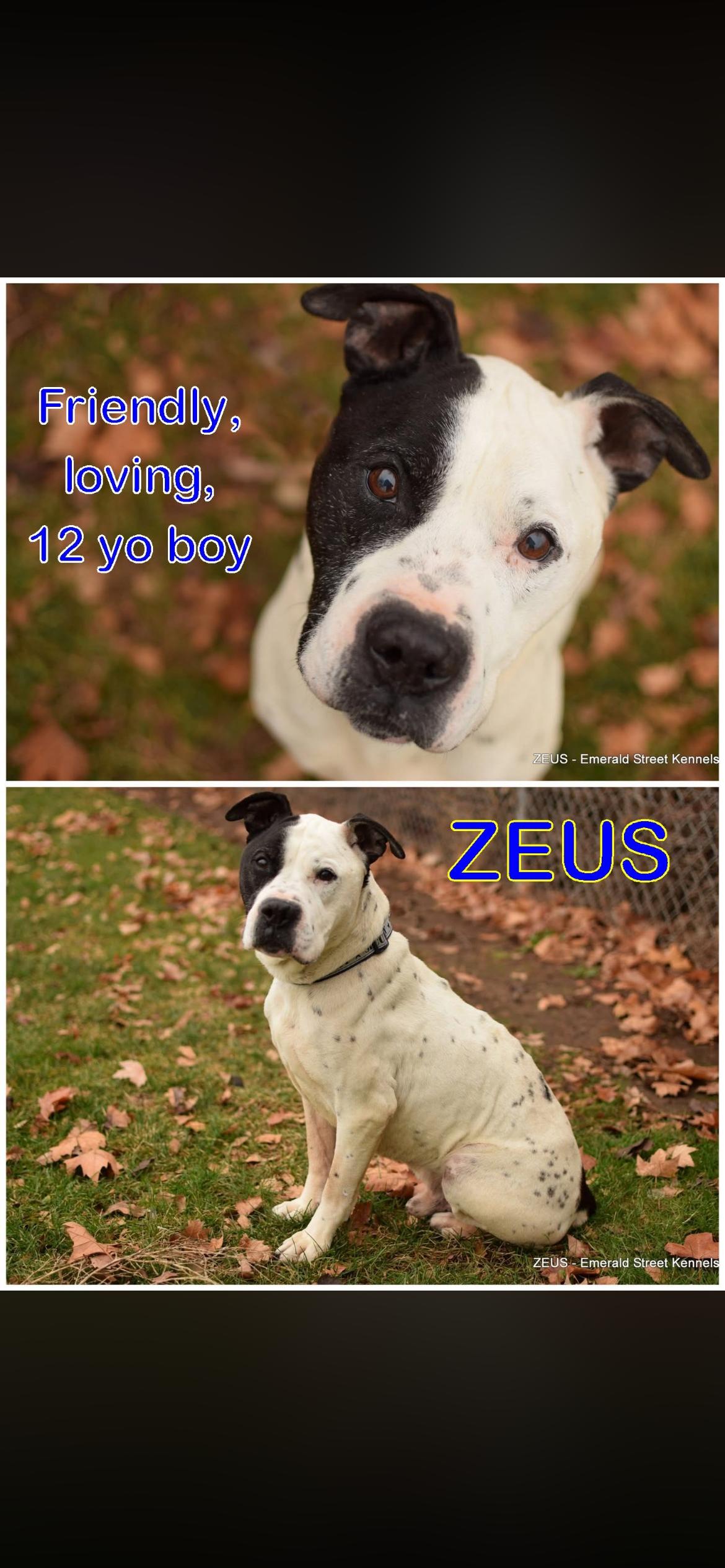 Enlarge Taryn fka zeus, a Adoptable mixed breed in Jerome, ID image 2/6